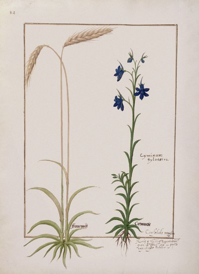 Ear of Corn and Cyminum Sylvestre, Illustration from the Book of Simple Medicines by Mattheaus Platearius by Robinet Testard